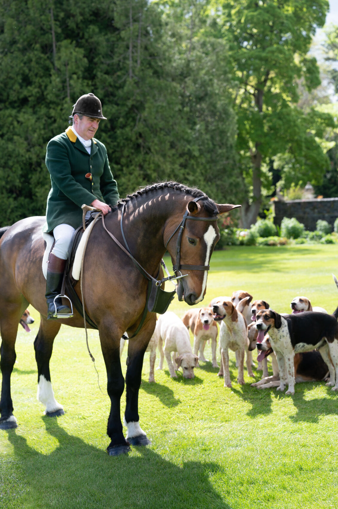A rider in a dark green coat, white breeches, and black helmet sits on a saddled brown horse beside a pack of hounds on a sunlit lawn.