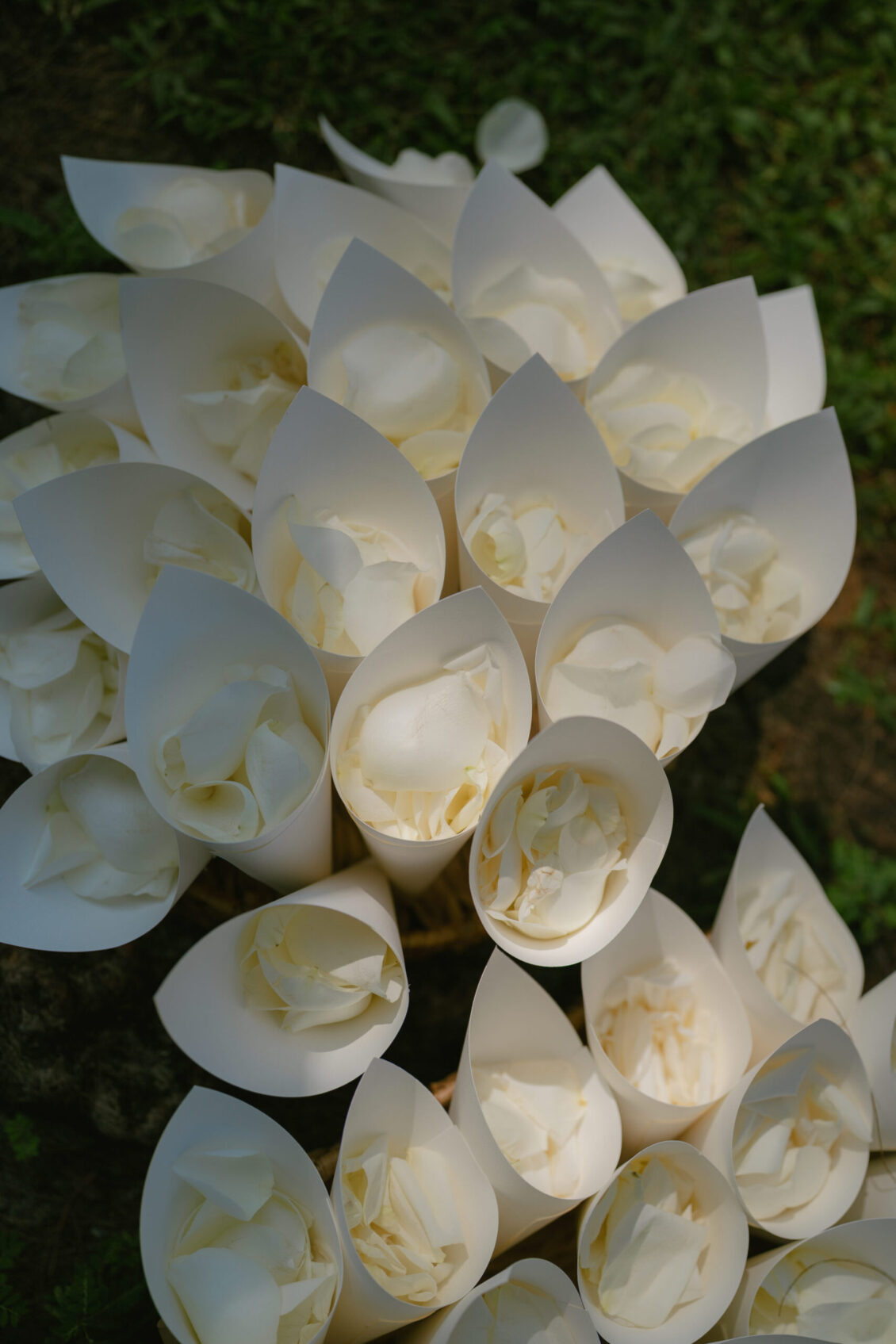 Multiple white paper cones filled with white petals are arranged closely together on grass, possibly for a Renaissance Phuket wedding or celebration.